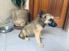 Berger allemand chiot beige clair masque noir doux