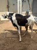 Mouton tabaski