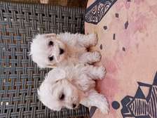 Bichon maltes