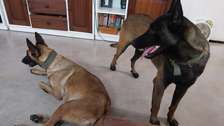 Chiots Berger Belge Malinois mâles à vendre