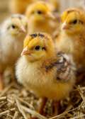 Vente poussins goliath et œufs féconds