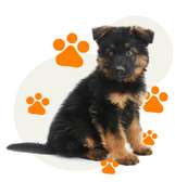 Berger Allemand chiots