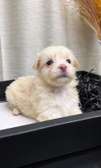 Bichon maltais