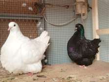 Pigeons mondains