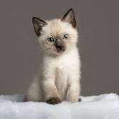 chaton Siamois