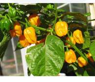 Piment Jaune et vert