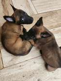 À vendre – Chiots Bergers Belges Malinois pure race 🐾