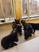 Chiots malinois purs sang