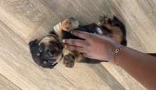 Chiot Rottweiler à vendre