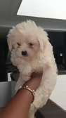Chiot Bichon disponible