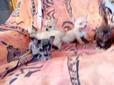 Chihuahua