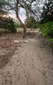 Terrain de 7 Hectares Plats et Arborés à bambilor