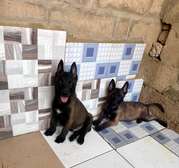 Malinois chiot énergique familial