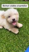 Bichon nain
