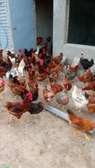 Poussins et œufs fertiles poulet goliath