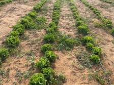 Champ Agricole à vendre à Keur Magueye Ndao