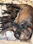 Chiots malinois pure race