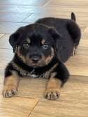 Chiot Rottweiler à vendre