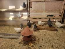 Pigeons de race