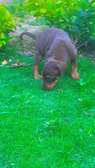 Doberman chiot noir et feu vacciné et vermifugé