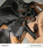 Chiots doberman disponibles
