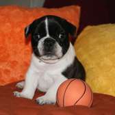 Chiot Bouledogue français