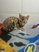 Bengal