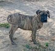 Chiots Presa Canario