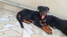 Chiot Rotweiler male