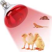 Ampoule chauffage pour poussin et animaux de compagnie