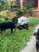 Chiot Berger Allemand