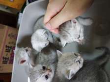 Chaton British Shorthair d'un mois
