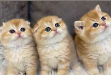 Chaton scottish fold et straight de pure race
