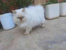 Chat Persan Blanc Poil Long Yeux Bleus Jeune