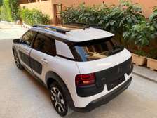 C4 cactus