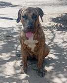 Femelle Presa Canario