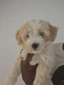 🐾Adorables chiots Bichon Maltais à vendre 🐾