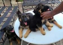 Berger Allemand