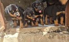 Chiot rottweiler