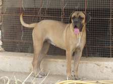 chiots cane corso