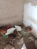 Poulet a vendre