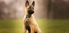 Chiots malinois