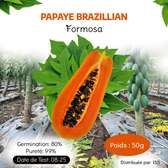 PIED DE PAPAYE HYBRIDE VARIETE FORMOSA