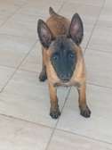 Chiot femelle Berger Malinois