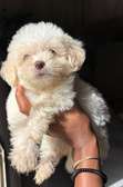 BICHONS à vendre