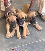 Boerboel pure race