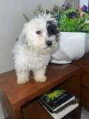 Bichon maltais à vendre