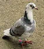 Pigeon à vendre