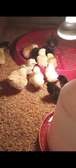 Poussins Goliath vaccinés disponibles