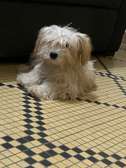 Bichon maltais importer